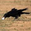 Thieving Crow at Dingo's Den